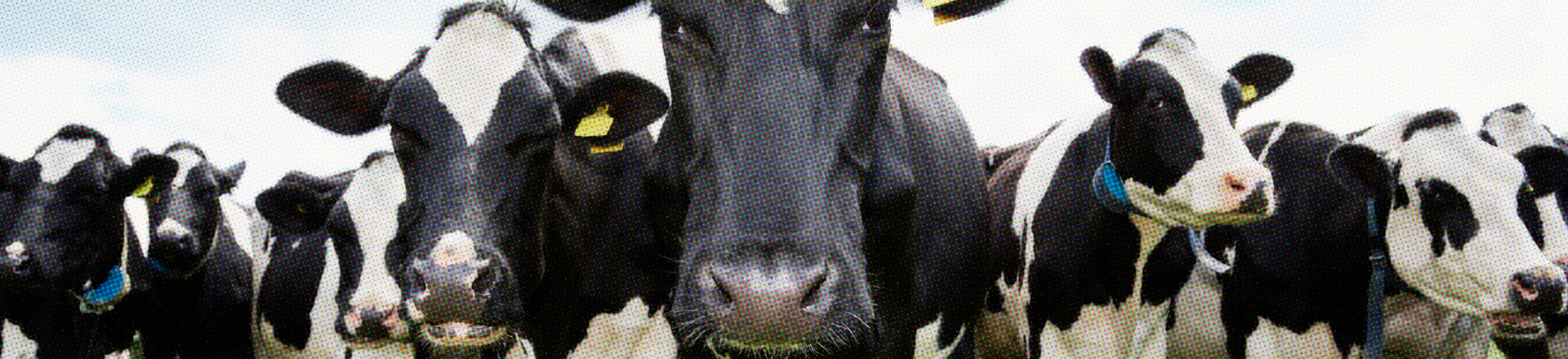 FOTO CARROUSSEL COWS 1920X440